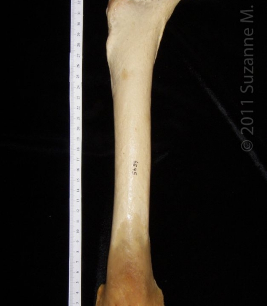 Anterior View Right Black Bear Femur