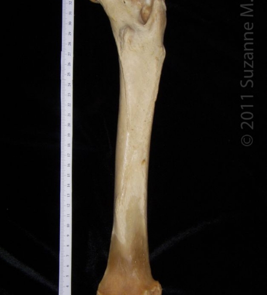 Posterior View Right Black Bear Femur