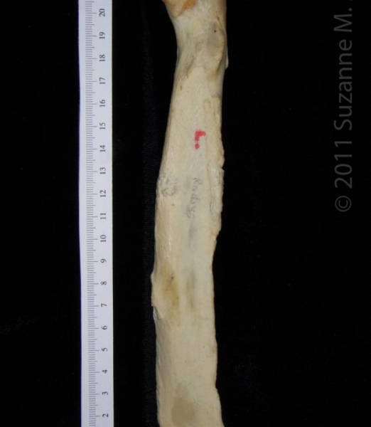 Anterior View Right Black Bear Radius