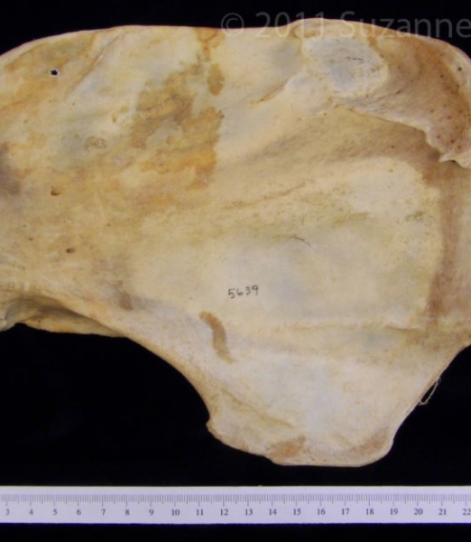 Anterior View Black Bear Right Scapula