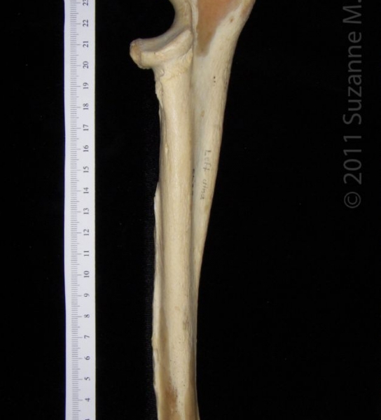 Medial View Right Black Bear Ulna