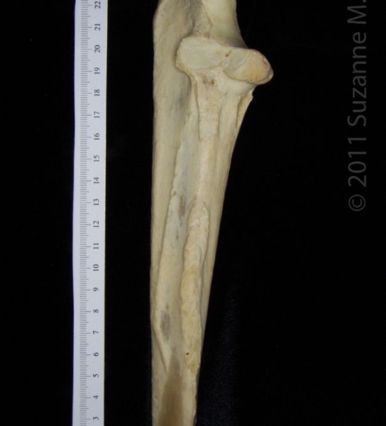 Lateral View Right Black Bear Ulna