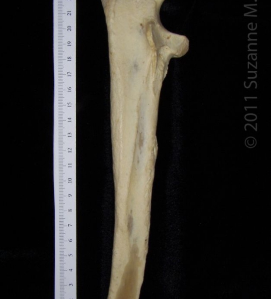 Lateral View 2 Right Black Bear Ulna