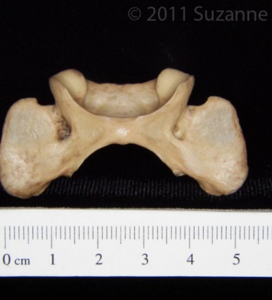 Inferior View Bobcat C1 Vertebrae