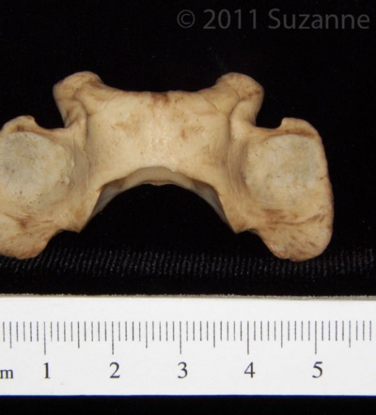 Superior View Bobcat C1 Vertebrae