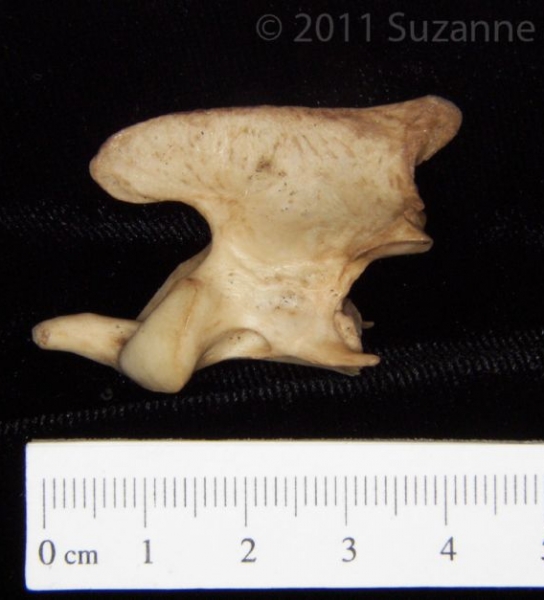 Lateral View Bobcat C2 Vertebrae