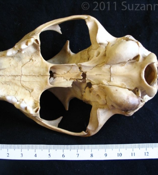 Inferior View Bobcat Cranium