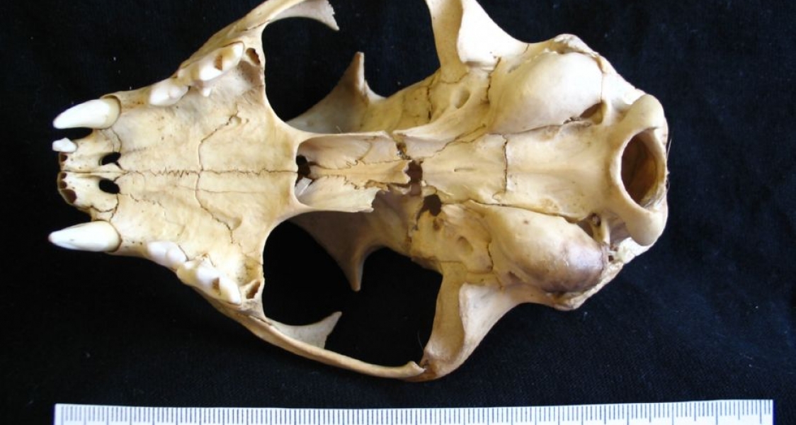 Inferior View Bobcat Cranium