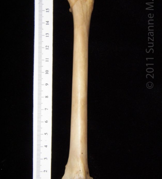 Anterior View Left Bobcat Femur