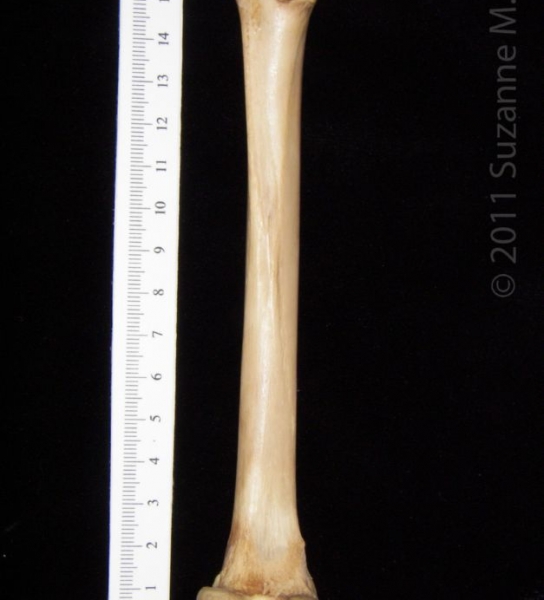 Posterior View Left Bobcat Femur