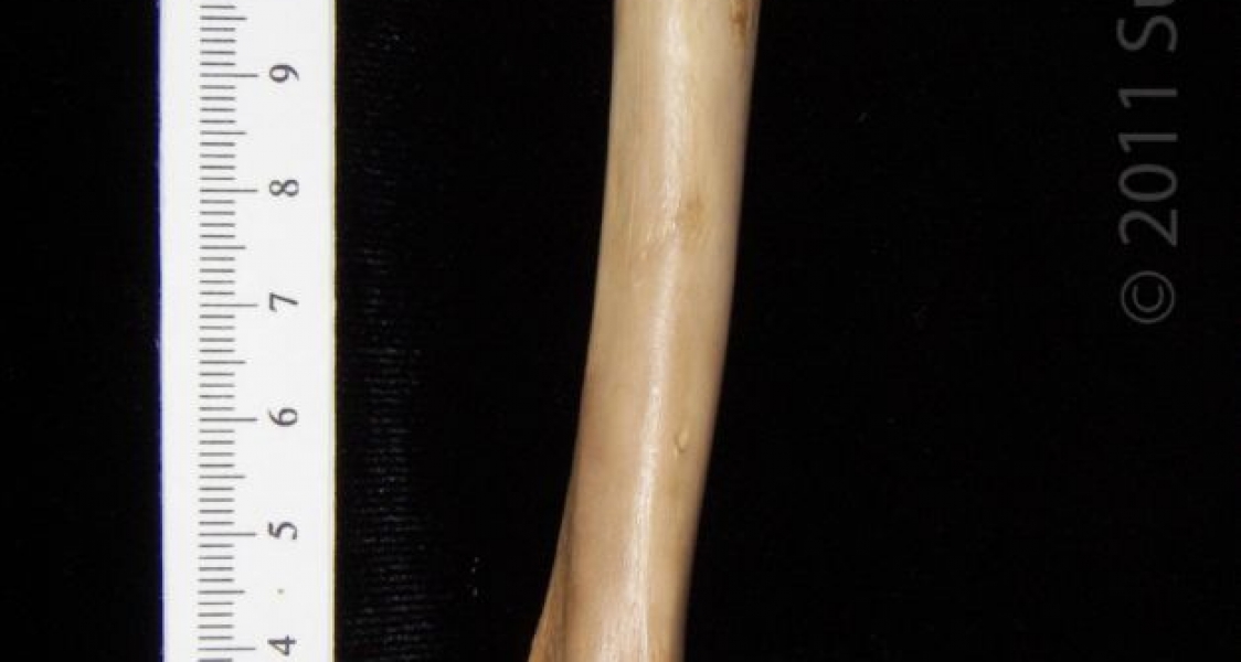 Anterior View Left Bobcat Humerus