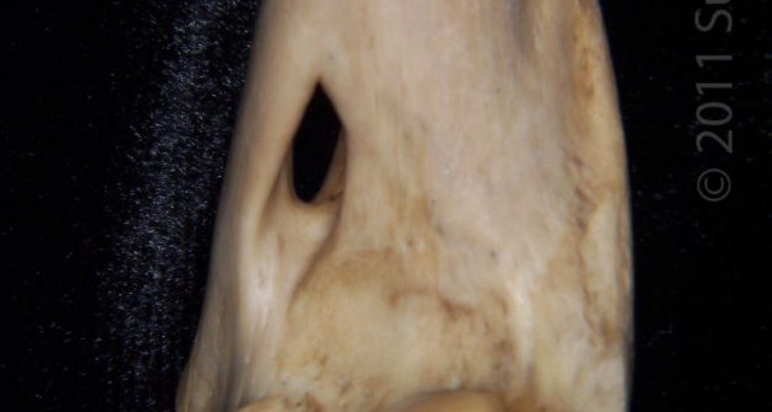 Distal Aspect Left Bobcat Humerus