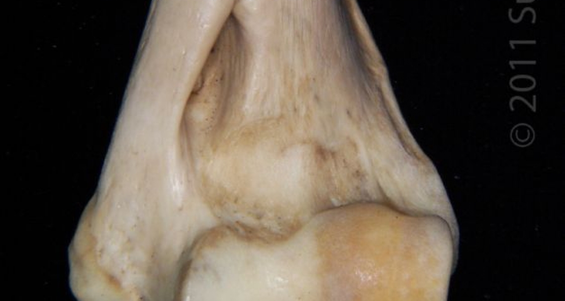 Distolateral Aspect Left Bobcat Humerus