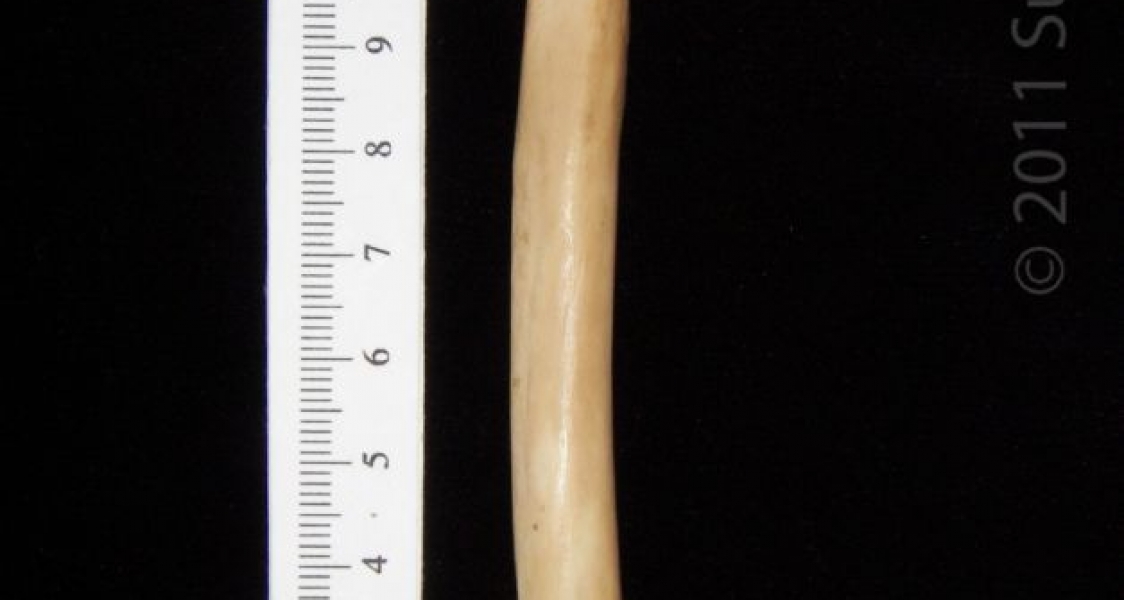 Anterior View Left Bobcat Radius