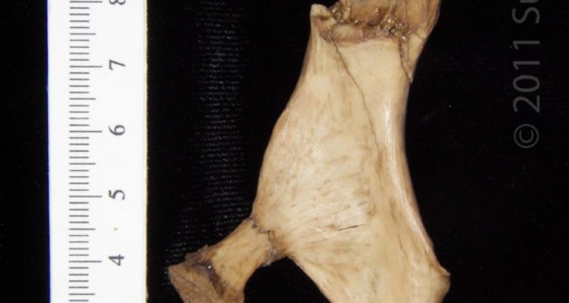 Dorsal View Right Bobcat Innominate