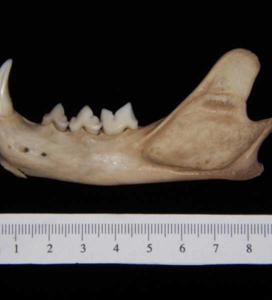 Lateral View Bobcat Mandible