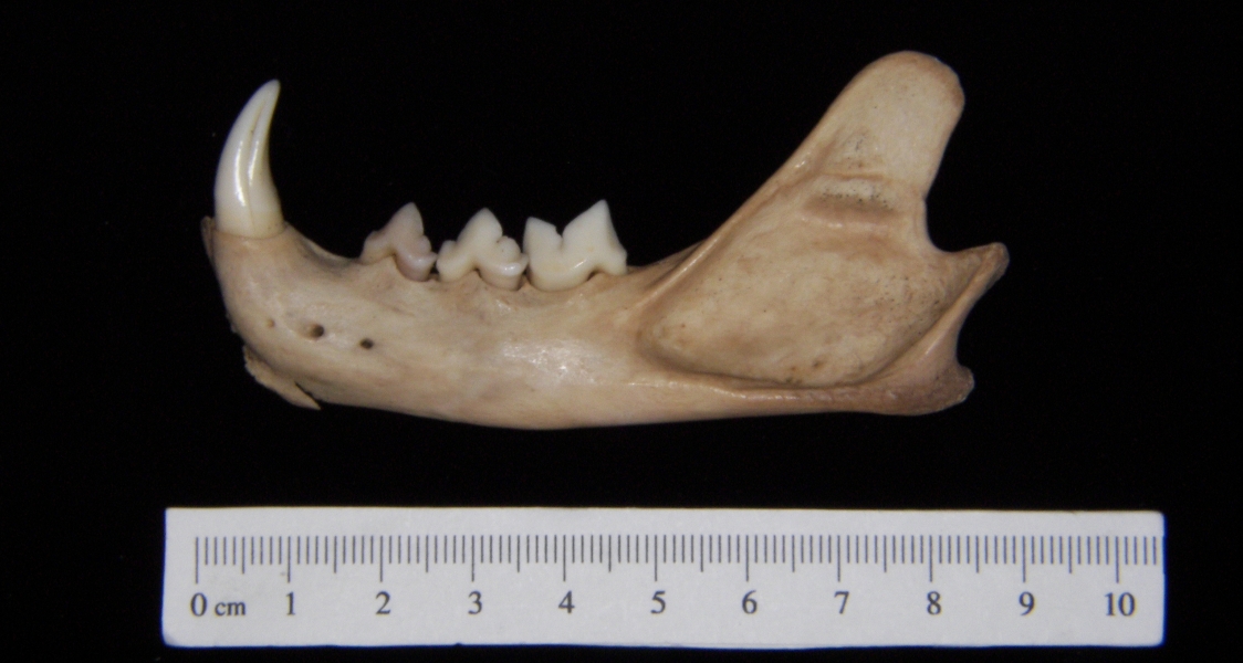 Lateral View Bobcat Mandible