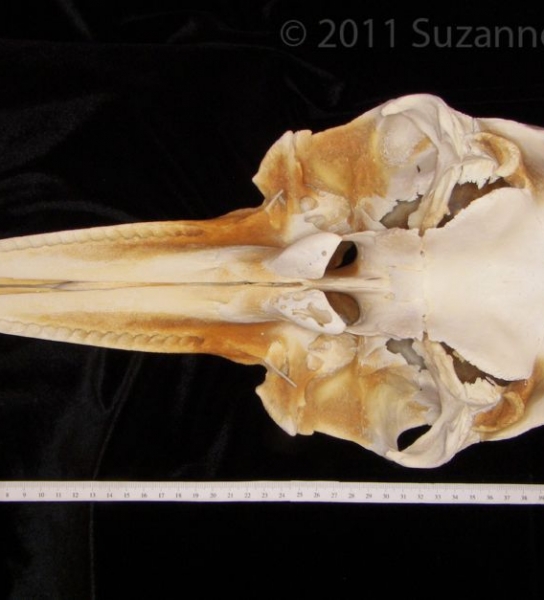 Inferior View Bottlenose Dolphin Cranium
