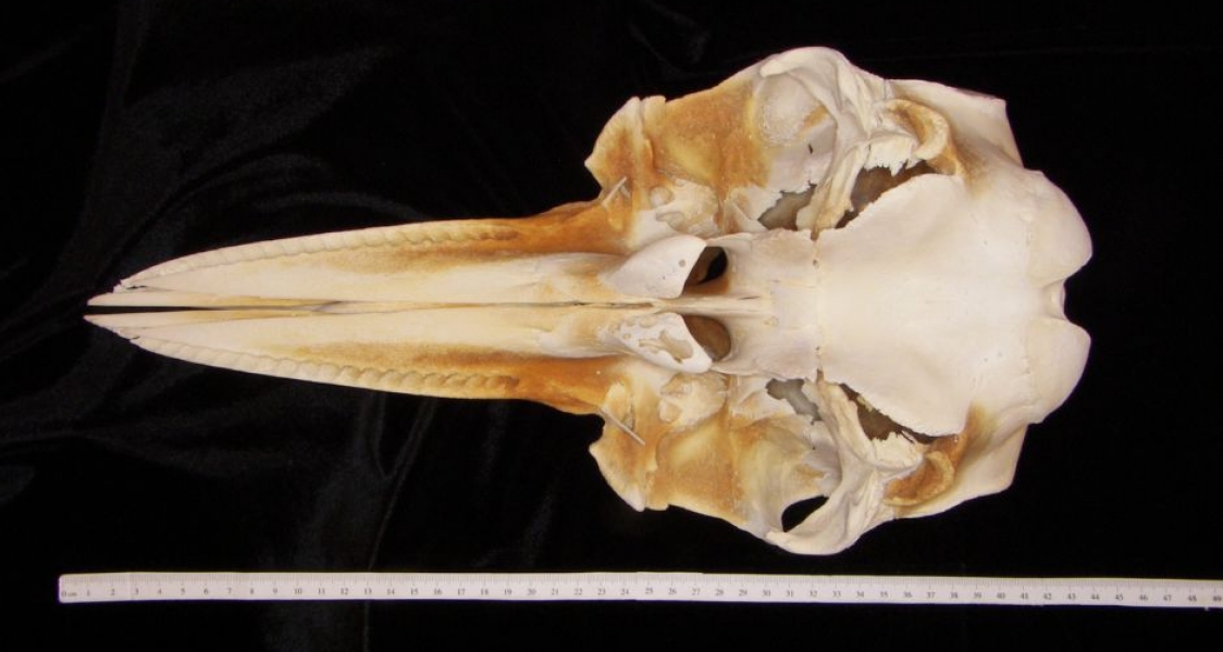 Inferior View Bottlenose Dolphin Cranium