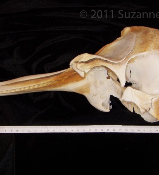 Lateral View Bottlenose Dolphin Cranium