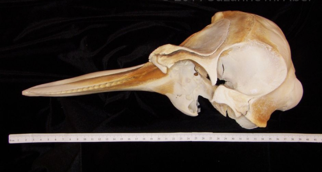 Lateral View Bottlenose Dolphin Cranium