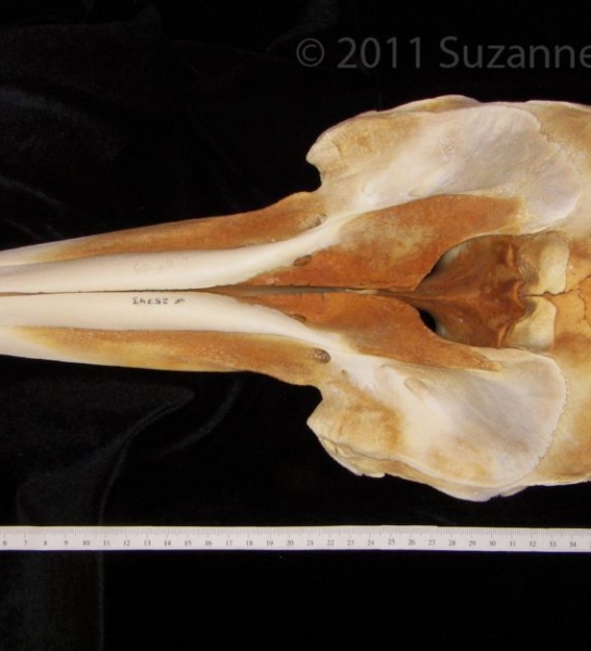 Superior View Bottlenose Dolphin Cranium