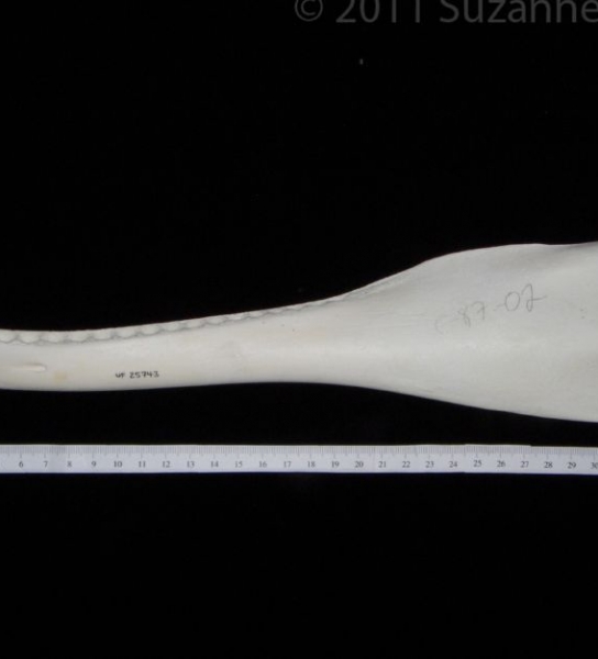 Lateral View Bottlenose Dolphin Mandible