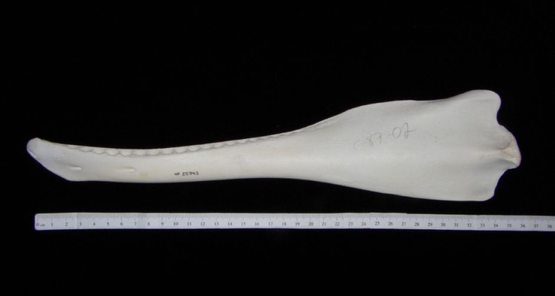 Lateral View Bottlenose Dolphin Mandible