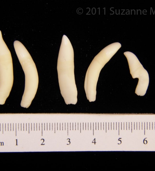 Bottlenose Dolphin Teeth