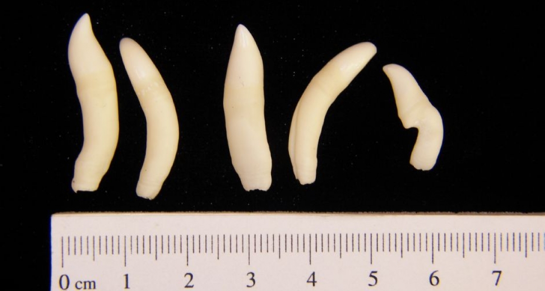 Bottlenose Dolphin Teeth