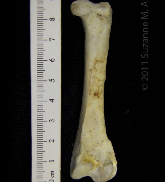 Posterior View Right Brown Pelican Femur