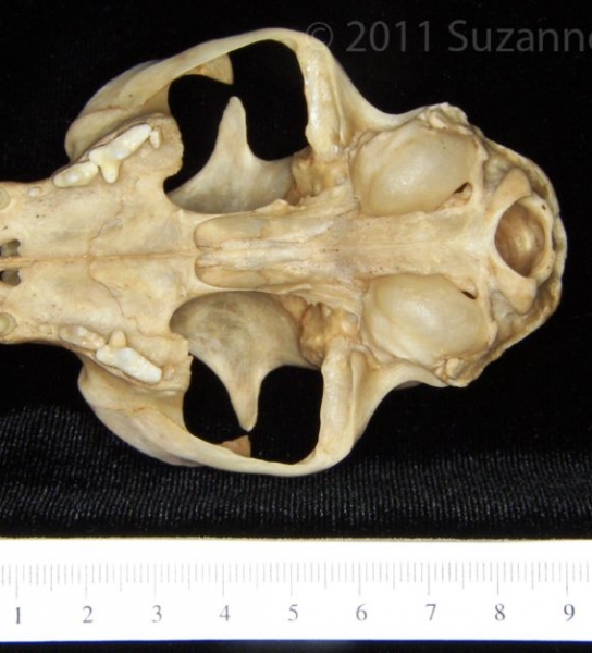 Inferior View Domestic Cat Cranium