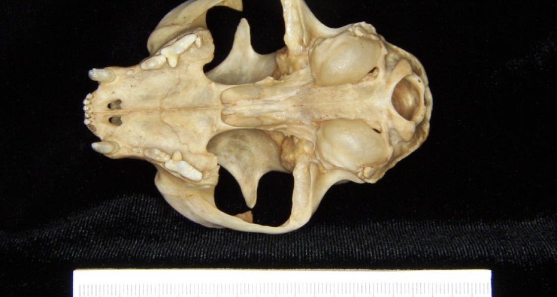 Inferior View Domestic Cat Cranium