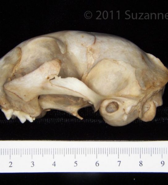 Lateral View Domestic Cat Cranium