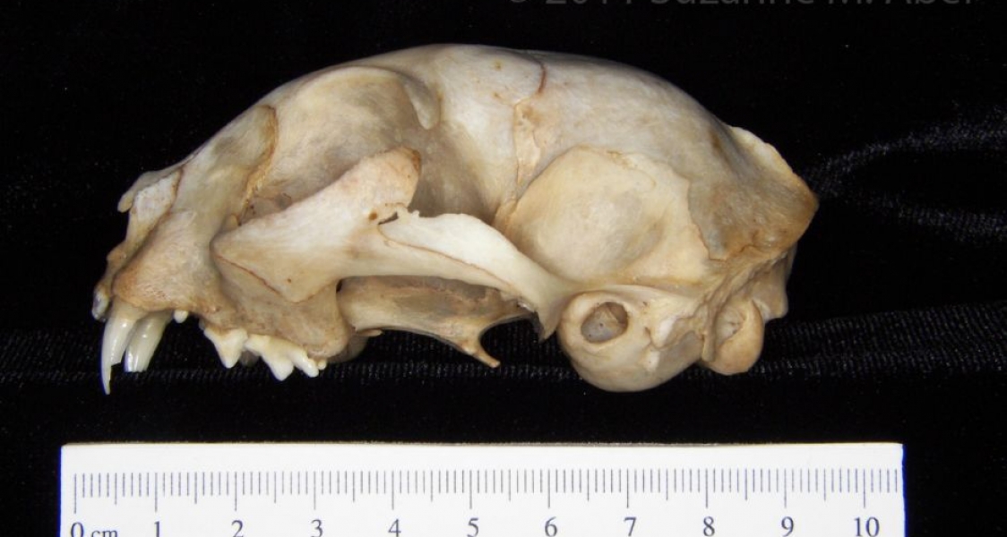 Lateral View Domestic Cat Cranium