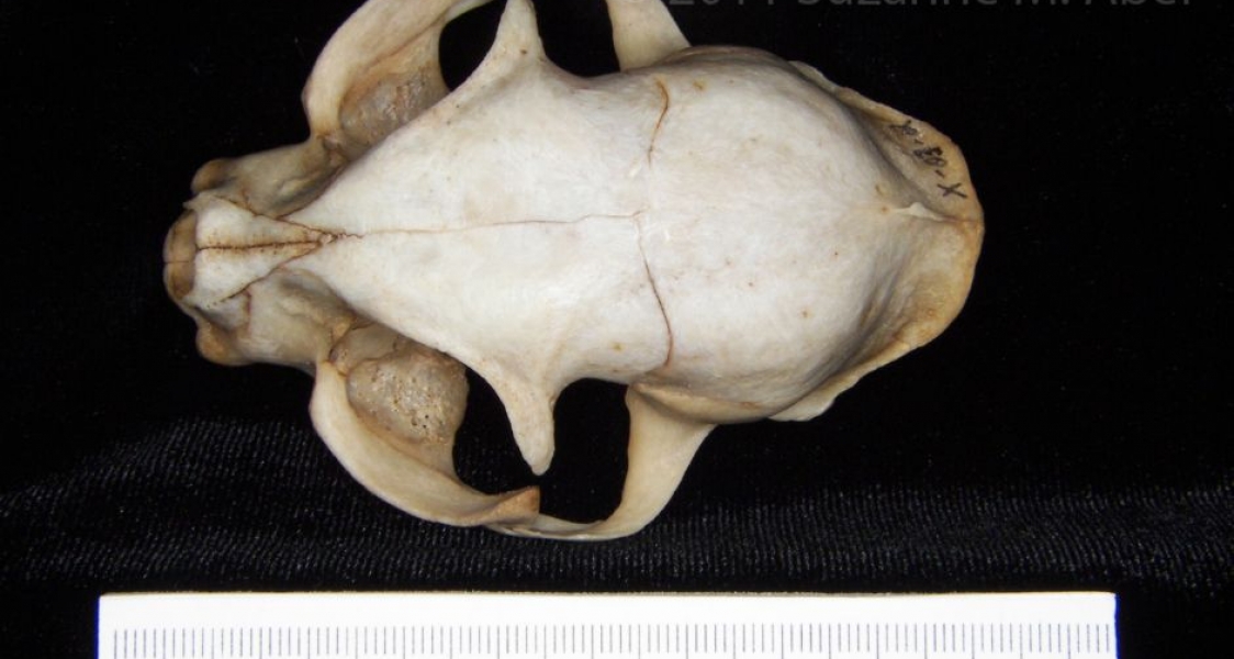 Superior View Domestic Cat Cranium