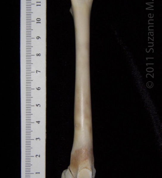 Anterior View Left Domestic Cat Femur