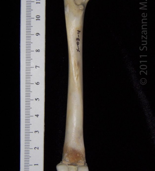 Posterior View Left Domestic Cat Femur