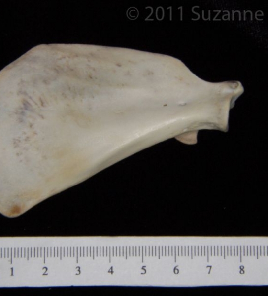 Anterior View Domestic Cat Left Scapula