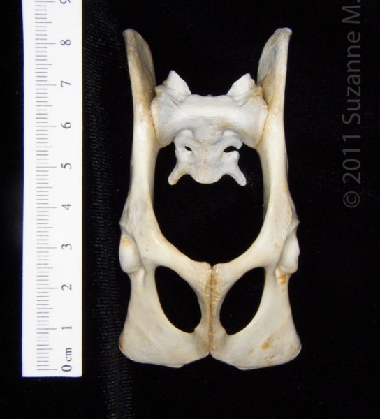 Ventral View Domestic Cat Pelvis