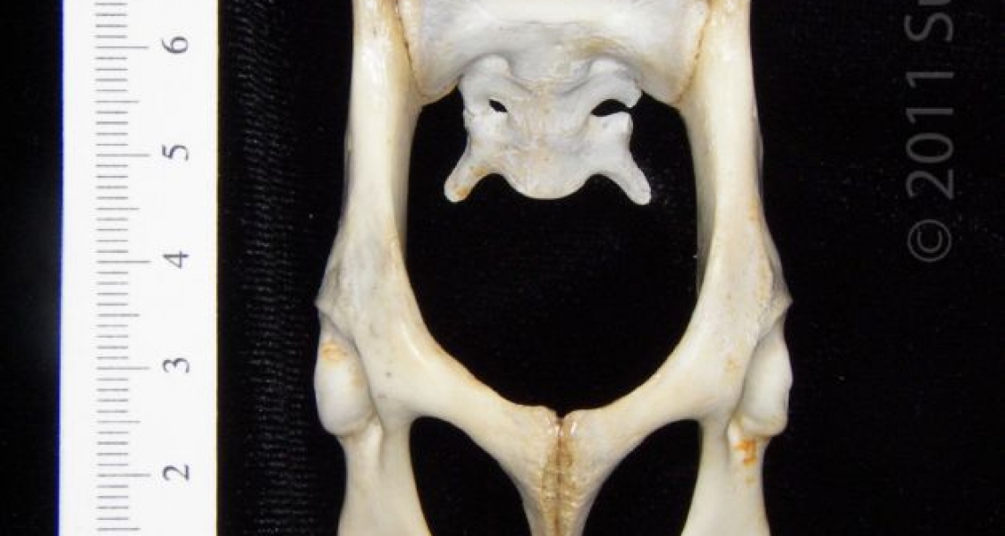 Ventral View Domestic Cat Pelvis