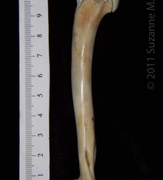 Lateral View Right Cat Humerus