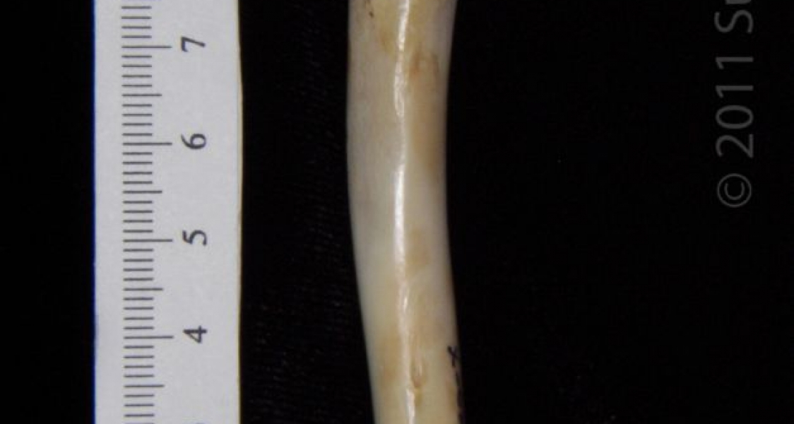 Lateral View Right Cat Humerus