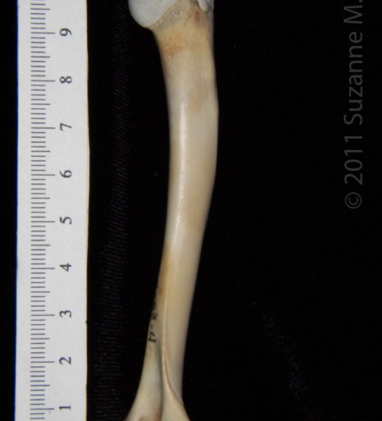 Posterior View Right Domestic Cat Humerus