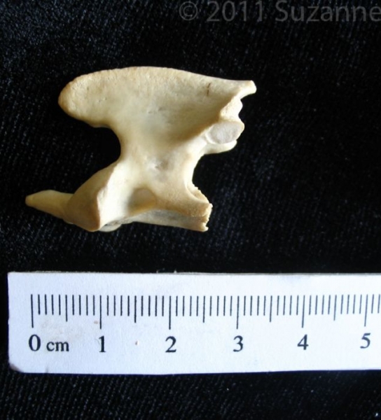 Lateral View Domestic Cat C2 Vertebrae