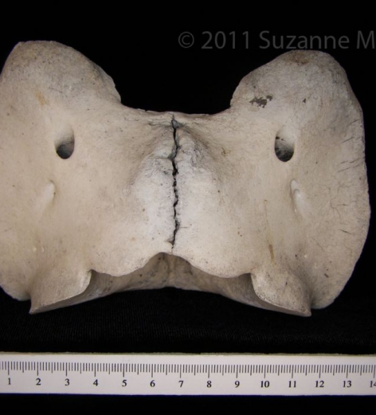 Dorsal View Cattle C1 Vertebrae