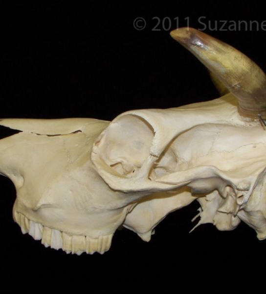 Lateral View Cattle Cranium