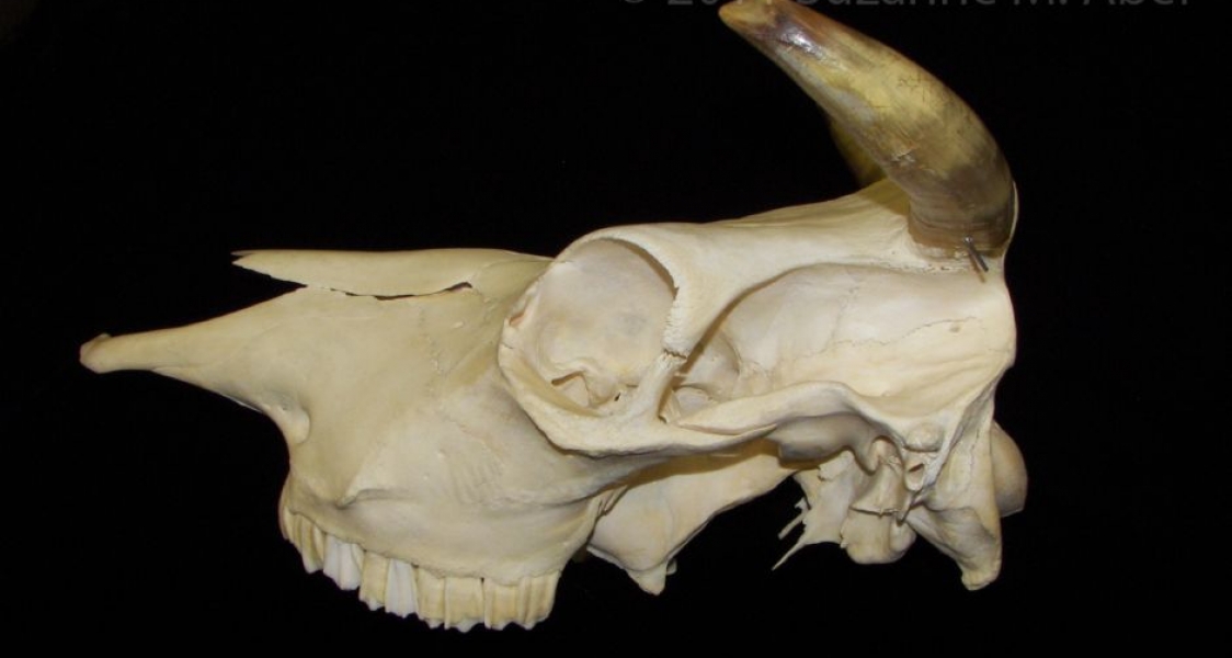 Lateral View Cattle Cranium