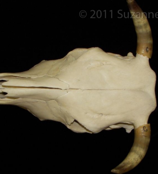 Superior View Cattle Cranium