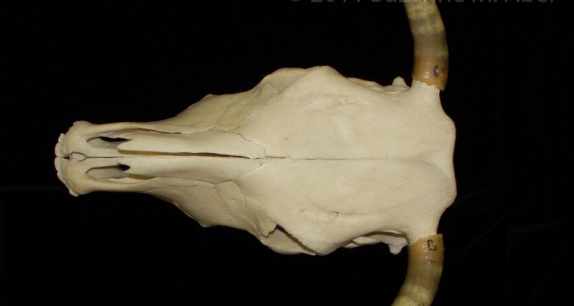 Superior View Cattle Cranium